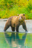 Alaska- Lake Clark. Grizzly bear walks along the shoreline. Poster Print - Janet Muir