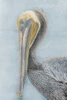 Long Beak Bird II Poster Print - Norm Stelfox