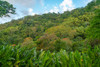 Tobago-Main Ridge Reserve. Jungle landscape on island. Poster Print - Gallery Jaynes