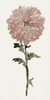Flourishing Floral II Poster Print - Design Studio Stellar