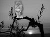 Lion In The Darkness Poster Print - Jamie Phillip