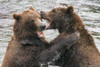Alaska- Brooks Falls- Two young grizzly bears playing. Poster Print - Janet Muir