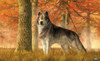 A Wolf In Autumn Poster Print - Daniel Eskridge