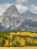 Wyoming- Grand Teton National Park. Teton Range with Grand Teton and golden Aspen trees Poster Print - Jamie and Wild