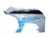 Polar Bear 2 Poster Print - Jamie Phillip