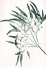 Eucalyptus 2 Green Poster Print - Pernille Folcarelli