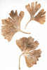 Ginkgo 3 Brown Poster Print - Pernille Folcarelli
