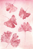 Ginkgo 4 Sorbet Poster Print - Pernille Folcarelli