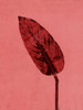Calathea Red Poster Print - Pernille Folcarelli