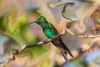 Cuba. An artistic rendering of a bee hummingbird. Poster Print - Janet Muir