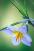 USA- Washington State- Seabeck. Crocus blossom in spring. Poster Print - Gallery Jaynes