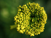 Ringlets Poster Print - Suzanne Bonin