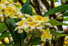 White yellow frangipani plumeria-Waikiki-Honolulu-Oahu-Hawaii. Poster Print - William Perry