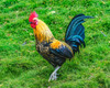 Red junglefowl rooster-Oahu-Hawaii. Poster Print - William Perry