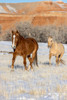 USA- Wyoming. Hideout Horse Ranch- horses in snow. Poster Print - Hollice Looney