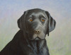 Black Labrador Retriever Poster Print - Robert Wavra