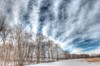 Winter Treeline Poster Print - Robert Goldwitz