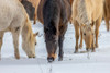 USA- Wyoming. Hideout Horse Ranch- horses grazing in the snow. Poster Print - Hollice Looney