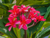 Red frangipani plumeria-Waikiki-Honolulu-Hawaii. Poster Print - William Perry