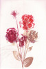 Bouquet 1 Red Poster Print - Pernille Folcarelli