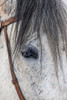USA- Wyoming. Hideout Horse Ranch- horse detail. Poster Print - Hollice Looney
