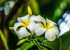 White yellow frangipani plumeria-Waikiki-Honolulu-Hawaii. Poster Print - William Perry