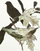 Layered Bird Composition 1 Poster Print - Design Studio Stellar