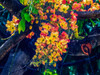 Rainbow shower tree-Oahu-North Shore-Hawaii Poster Print - William Perry