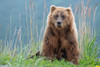 Bear cub poses on the beach of Cook Inlet. Poster Print - Betty Sederquist