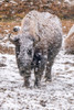 USA- Wyoming- Yellowstone National Park. Bison in falling snow. Poster Print - Gallery Jaynes