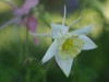White Columbine Poster Print - Suzanne Bonin