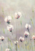 White Tulips Poster Print - Emma Coghlan