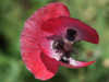 Opium Poppy Poster Print - Suzanne Bonin