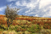 Wales Hillside and Sky Poster Print - Robert Goldwitz