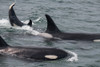 An orca family swimming along Icy Strait- Alaska. Poster Print - Betty Sederquist