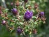 Asters Poster Print - Suzanne Bonin
