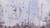 Foraging-1 Poster Print - Melissa Renee