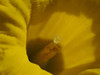 Daffodil Stigma Poster Print - Suzanne Bonin