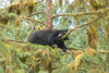 Cub resting in a tree next to Anan Creek. Poster Print - Betty Sederquist