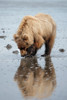 Brown bear digs for clams in the mud of Cook Inlet. Poster Print - Betty Sederquist