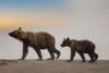 Brown bear cub and sow walk a Cook Inlet beach. Poster Print - Betty Sederquist