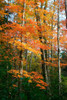 Orange Yellow Fall Vertical 9840 Poster Print - Robert Goldwitz