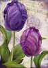 Parrot Tulips I Poster Print - Sasha