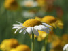 White Chamomile Poster Print - Suzanne Bonin