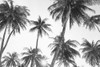 Tropical In Black And White Poster Print - and Seb Sisi