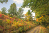 Autumn Path Poster Print - Robert Goldwitz