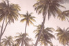 Tropical Blush Poster Print - and Seb Sisi