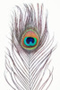 Peacock Feather Poster Print - and Seb Sisi