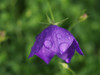 Drenched Balloon Flower Poster Print - Suzanne Bonin
