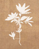 Terra Cotta Botanical Leaf #1 Poster Print - GST